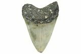 Fossil Megalodon Tooth - North Carolina #351751-1
